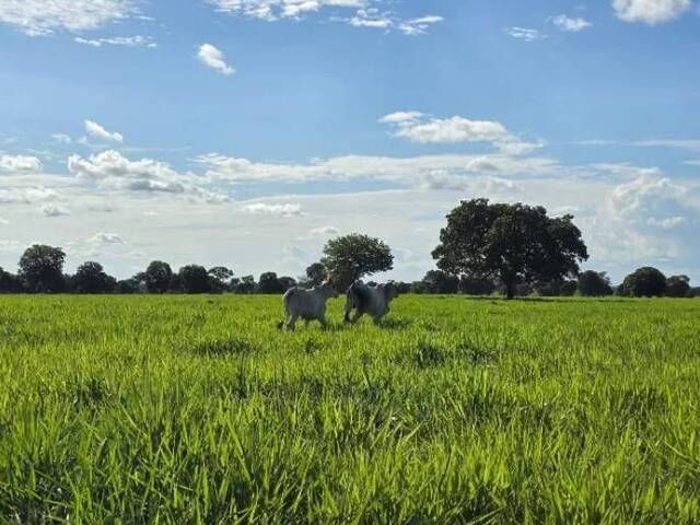 Fazenda para Venda em Mundo Novo - 4