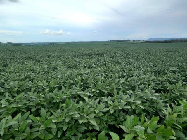 #125 - Fazenda para Venda em Caiapônia - GO - 2