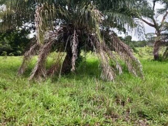 Chácara para Venda em Estrela do Norte - 5
